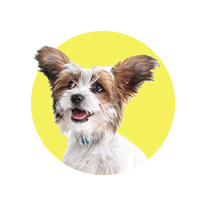 Hundeversicherung